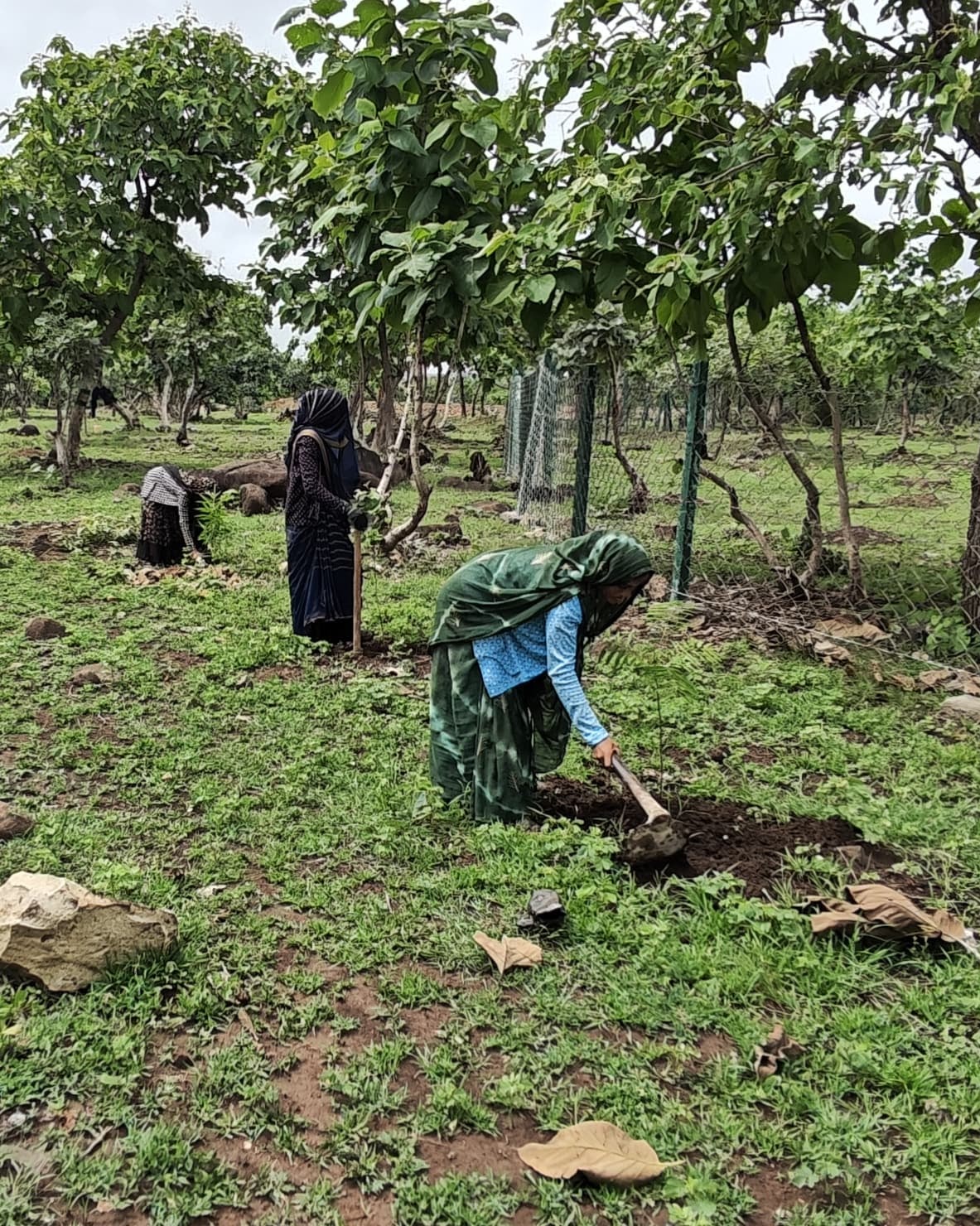 Women planting saplings at a plantation site, documented during fieldwork